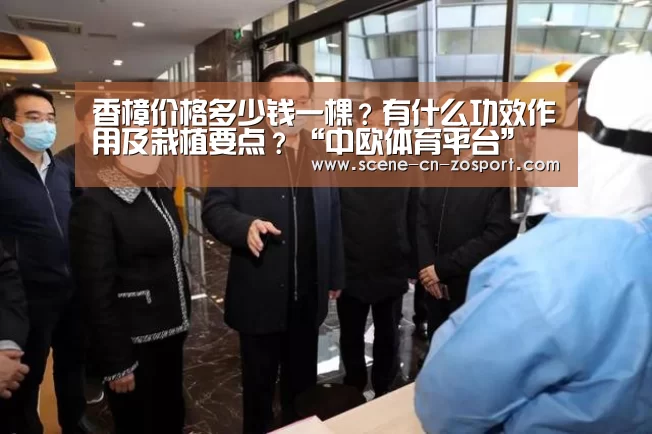 香樟价格多少钱一棵？有什么功效作用及栽植要点？“中欧体育平台